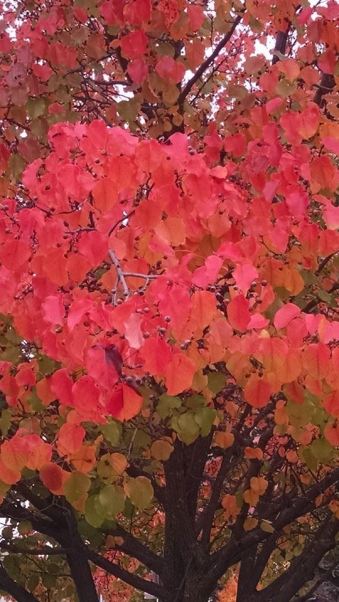 When we told our Praying Friends about our "walk," many of them shared pictures of red leaves with us. This one is from our RT.